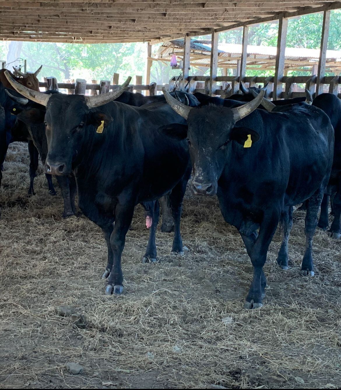 El Chichi y El Coso Hacienda El Encanto