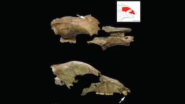 Cerca de un anfiteatro romano encontraron el cráneo de un oso que luchaba contra los gladiadores