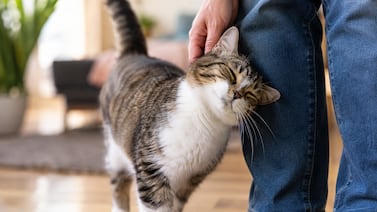 Manuel Manzano, veterinario, explica qué significa cuando un gato frota su cabeza contra una persona