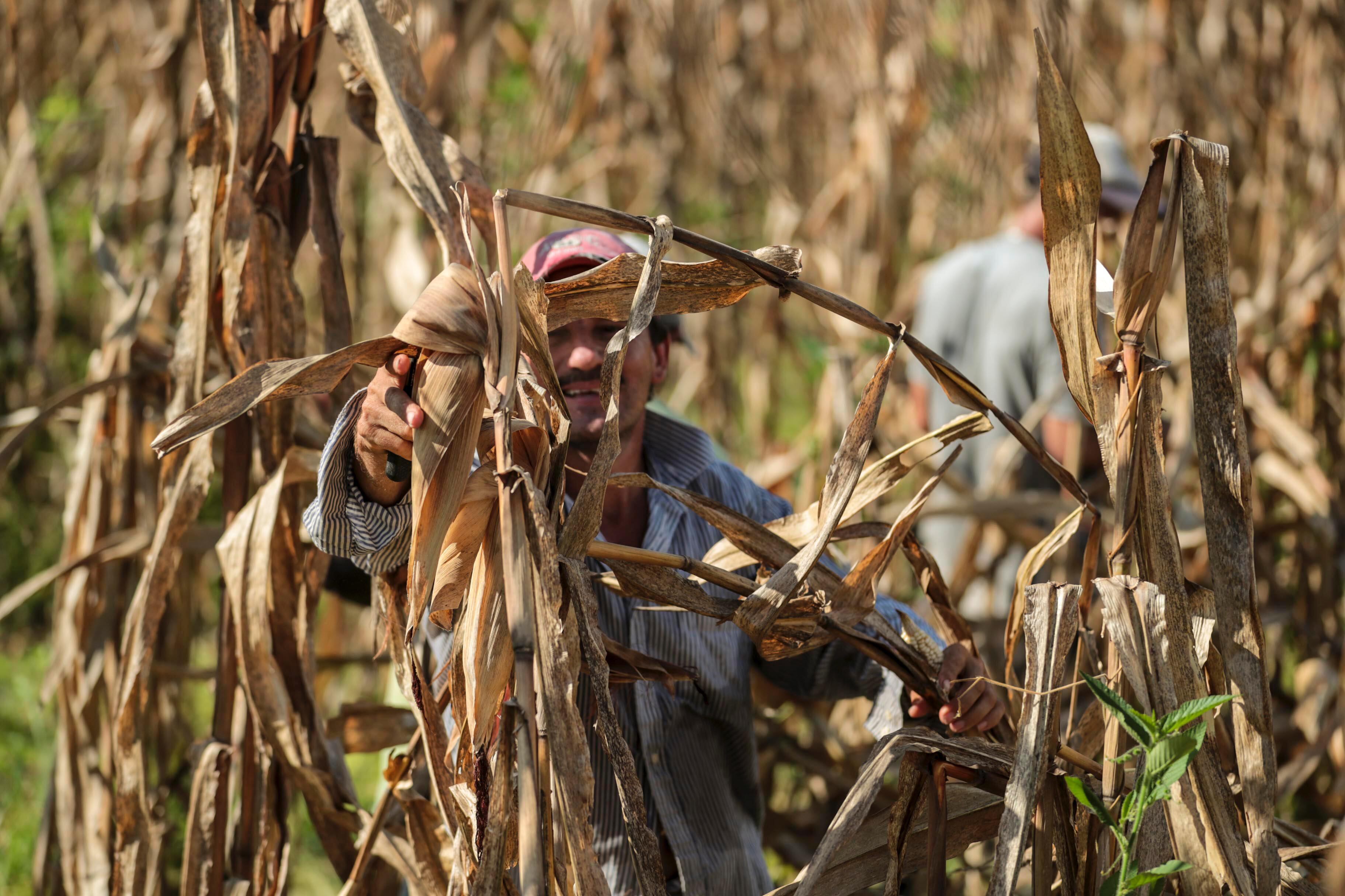 Producción de maíz en Costa Rica disminuye