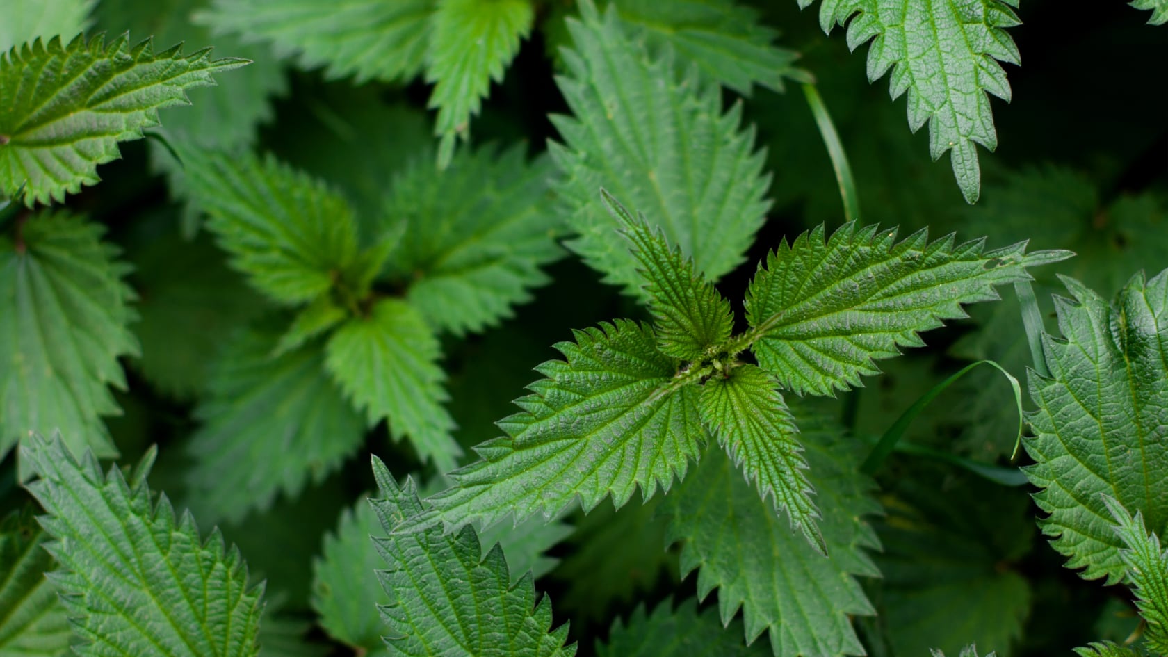 Investigaciones médicas resaltan el valor nutricional de la ortiga y explican por qué se le atribuyen efectos depurativos y protectores para la salud.