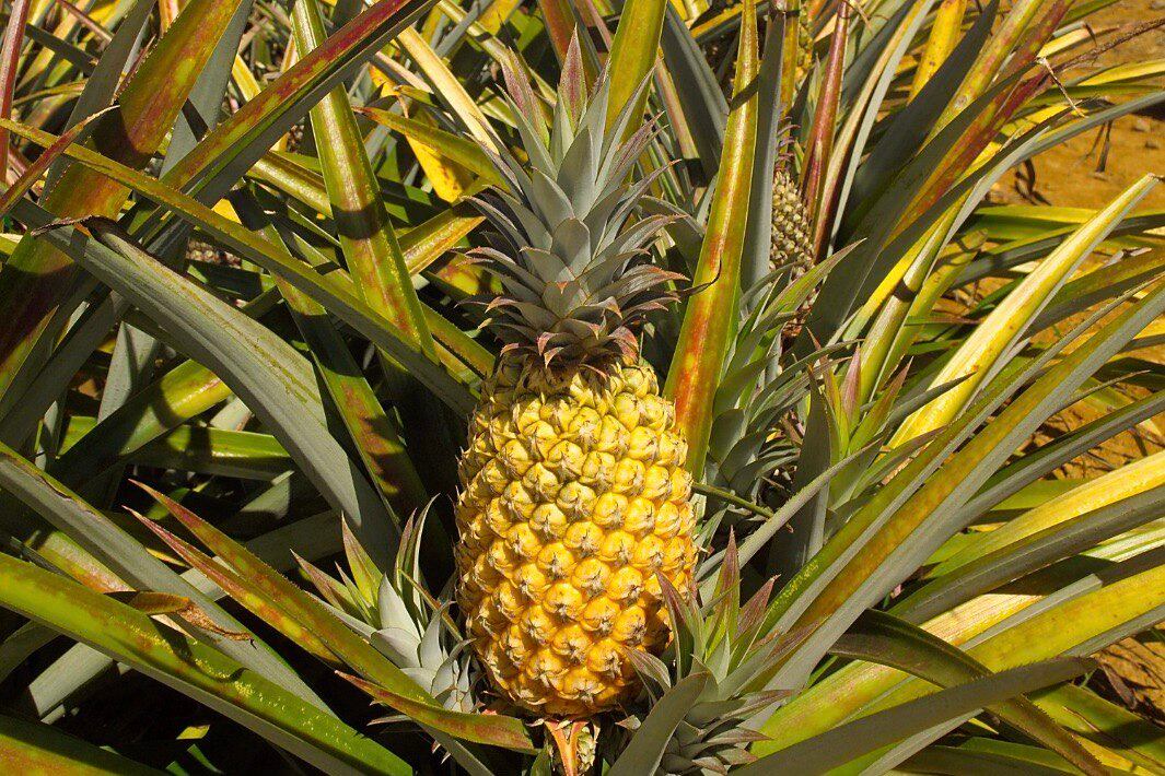 La piña Precios Honeyglow, de Fresh del Monte, oscila entre 0,6 y 0,9 kilogramos.