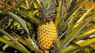 Piñas de tamaño personal producidas en Costa Rica son la nueva invención de Fresh del Monte