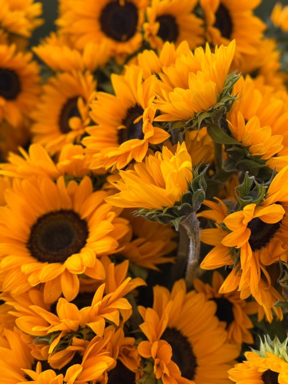 Los girasoles forman parte de la tendencia de San Valentín.