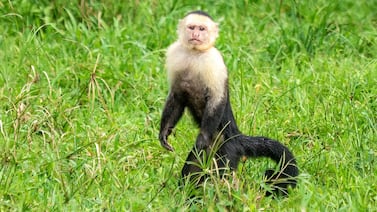 Científicos siguieron monos capuchinos durante 33 años en Costa Rica y descubrieron cómo el clima extremo cambia su vida