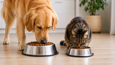 ¿Cuántas veces al día debe comer su perro o gato? Veterinarios explican la clave para evitar errores comunes