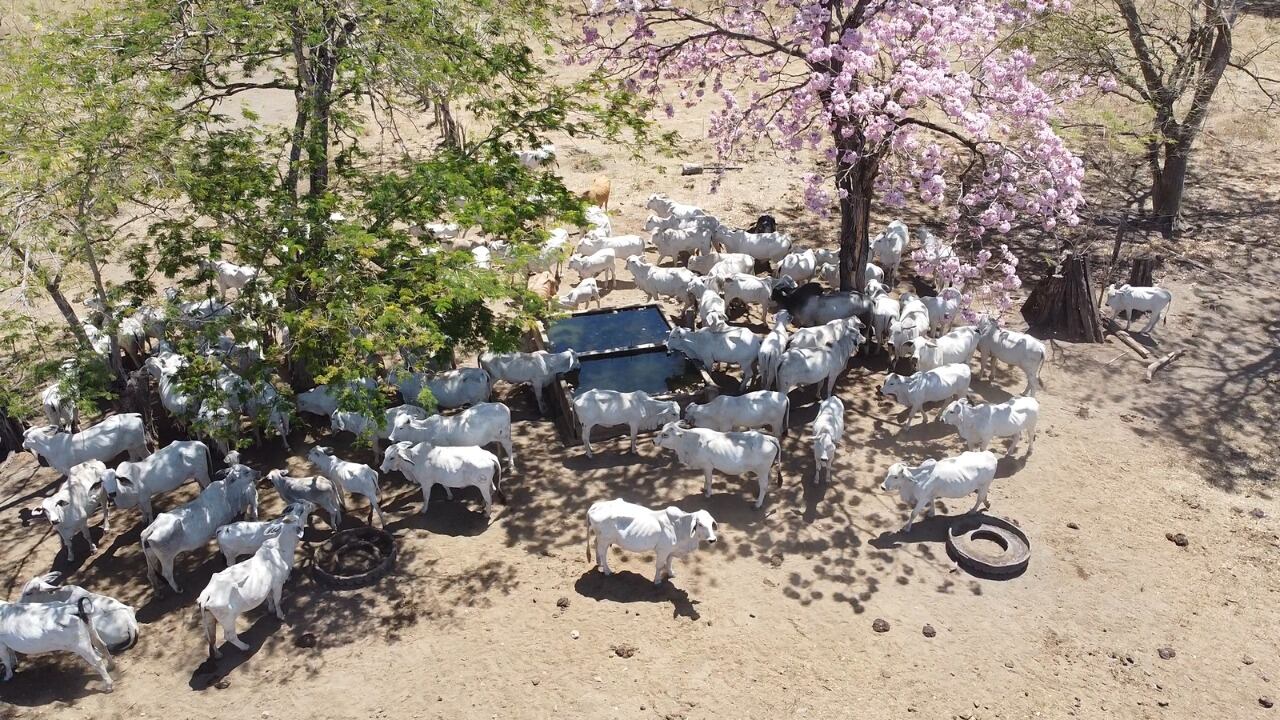 El sector ganadero de carne bovina es el más exitoso en la apertura del mercado chino. Su avance se toma como ejemplo para que otros productores aprovechen el potencial de las exportaciones. Foto: Cortesía MAG