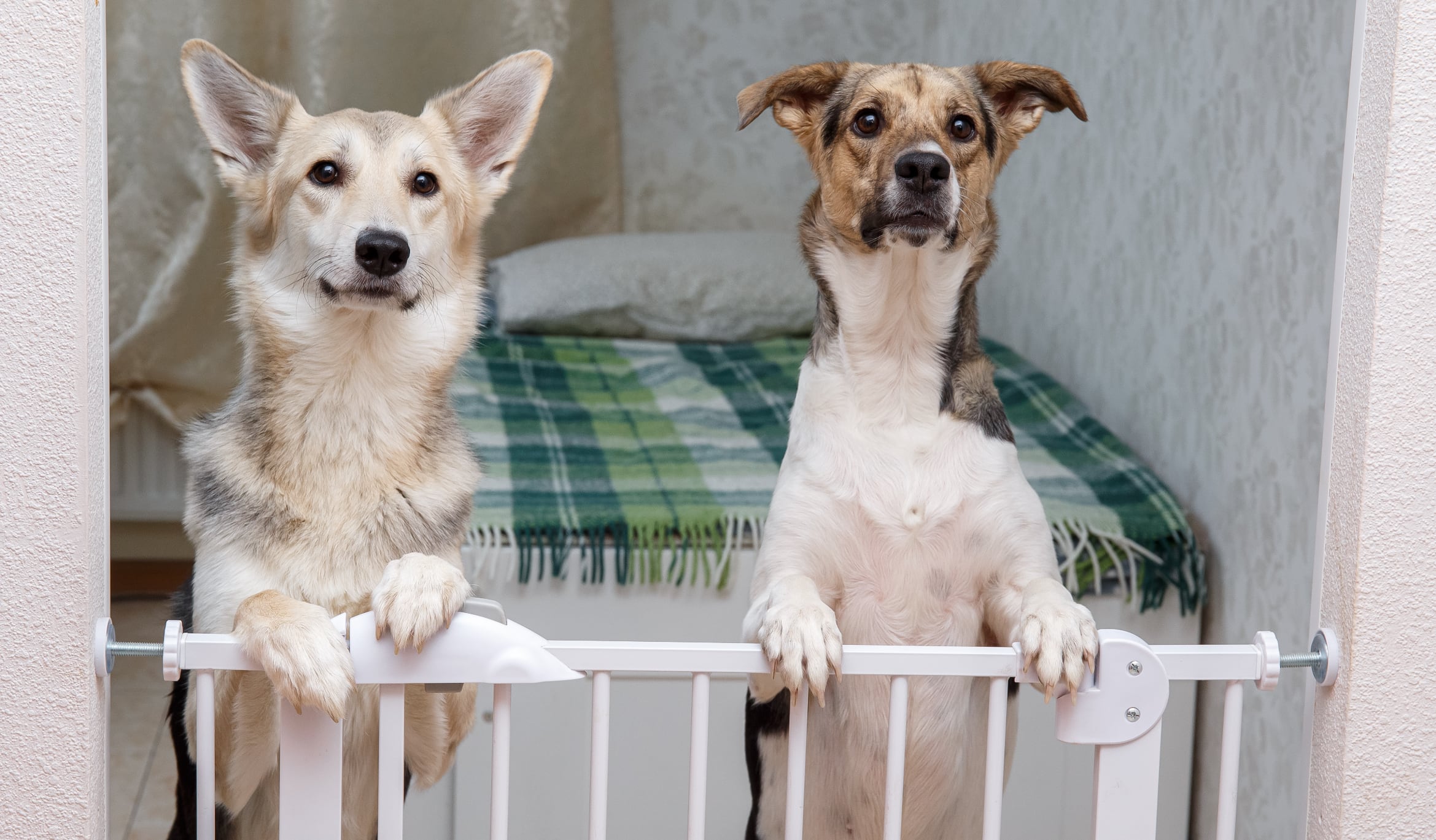 Lo que descubrieron en una habitación cerrada con perros sorprendió a los científicos