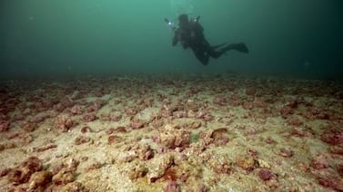 Caribe en Ipanema: descubrimiento de bancos de algas calcáreas rosadas sorprende a investigadores