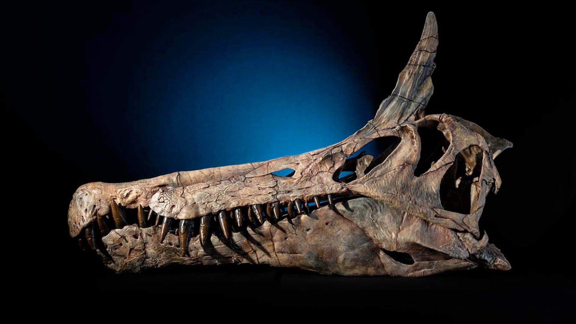 Cráneo del nuevo espinosaurio con cresta en forma de cimitarra 'Spinosaurus mirabilis'.