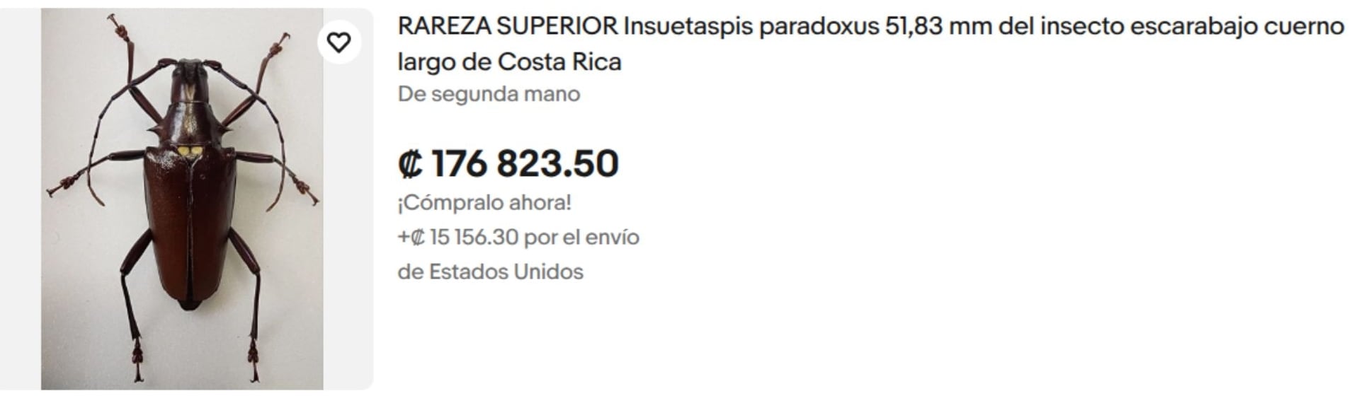 Un solo ejemplar de escarabajo cuerno largo se vende a más de ¢150.000 por Internet.