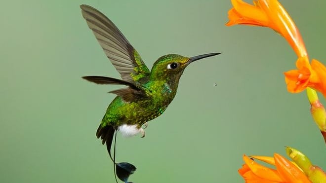 Colibríes