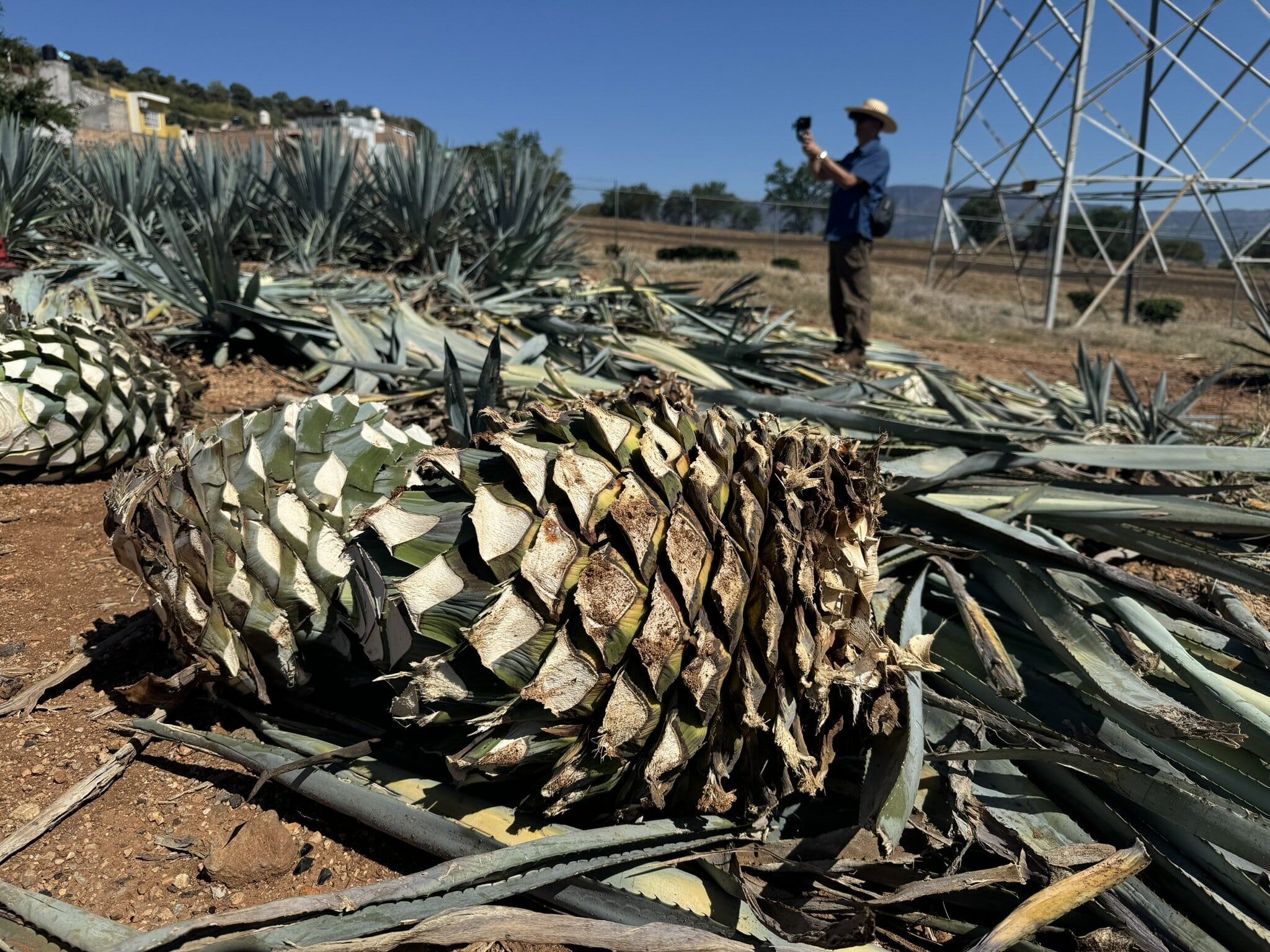 Planta con pinta de peligrosa es la minita de oro del tequila mexicano.