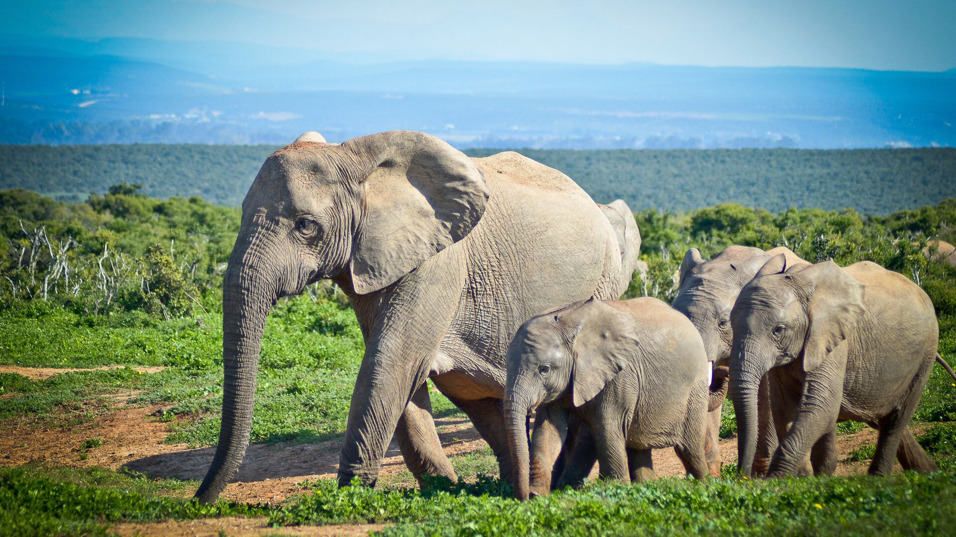 Elefantes africanos sufren drástico declive, pero casos de éxito en Botsuana dan esperanza para su conservación.