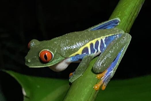 Rana verde de ojos rojos captada en el Catie en Turrialba