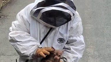 Ataque de abejas deja a dos hombres heridos y a un chihuahua escondido en un cafetal