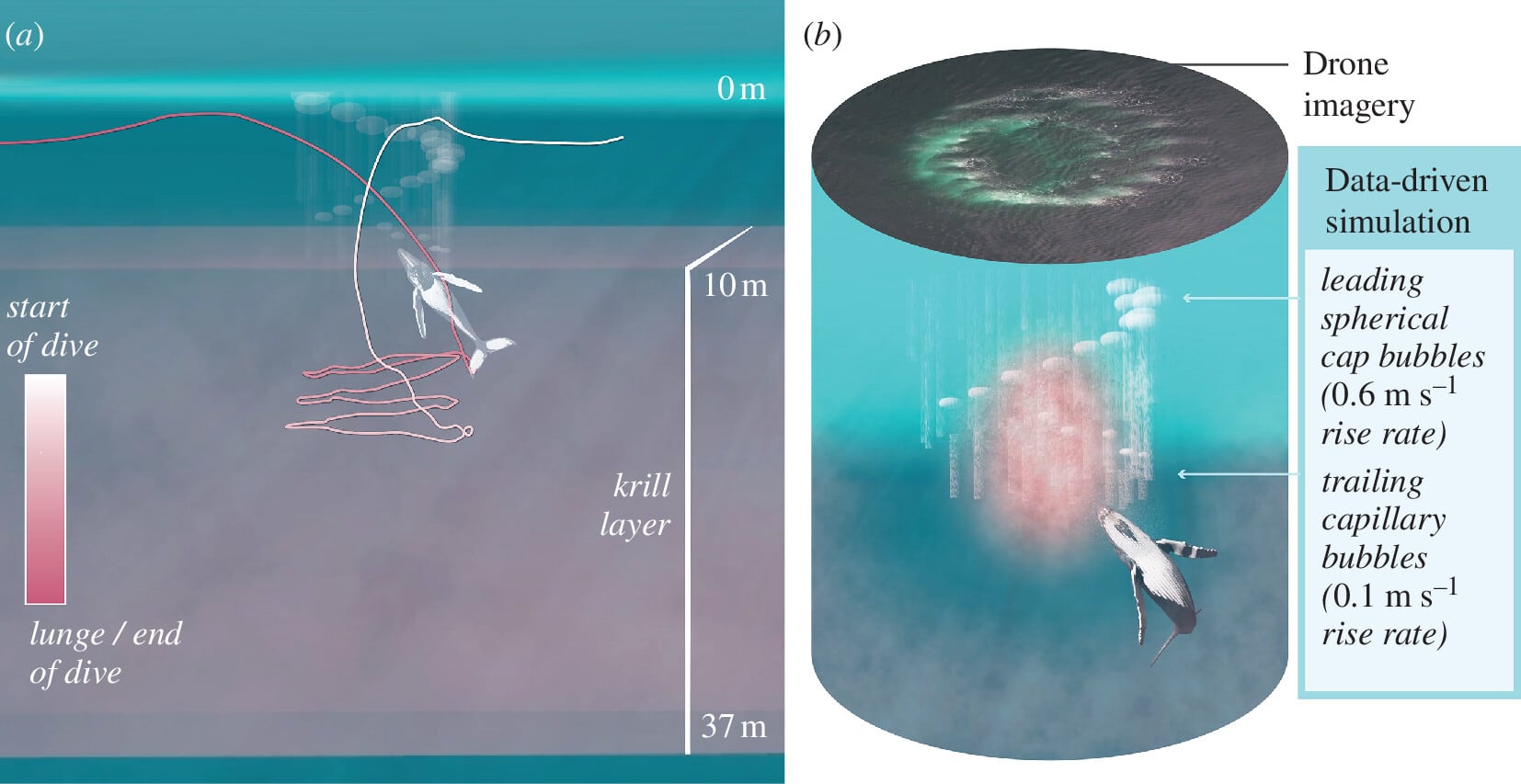 Simulación basada en datos de una ballena jorobada creando una red de burbujas muestra la trayectoria tridimensional de caza y compara la velocidad de burbujas líderes y capilares antes de la embestida.