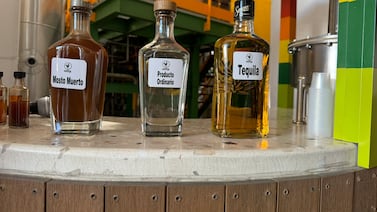 Planta con pinta de peligrosa da origen a una de las bebidas mexicanas más famosas del mundo