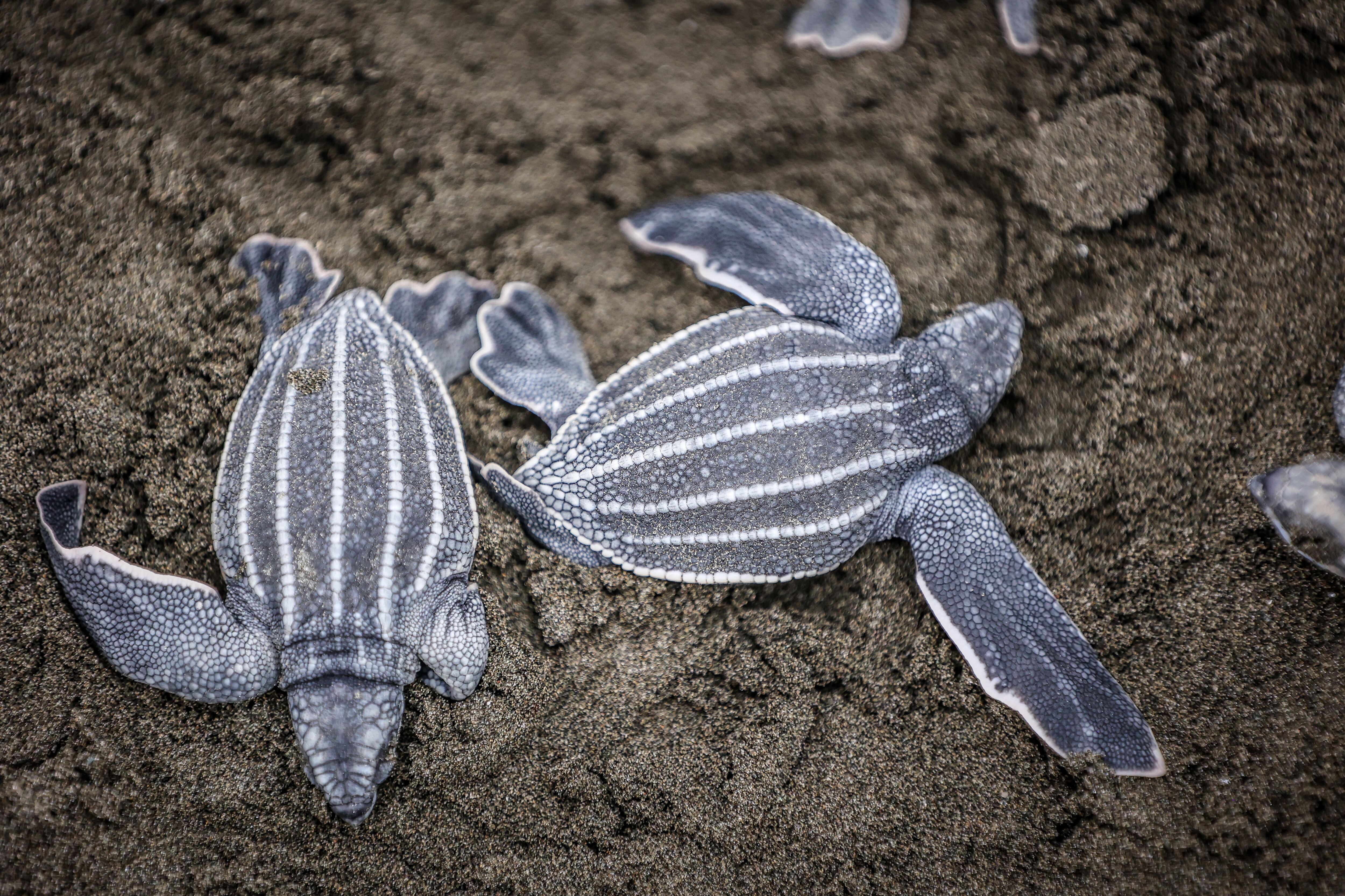 Nidos de tortugas son buscados por el Programa de Conservación de Tortugas de APM Terminals para llevar los huevos a incubar en condiciones ideales y luego liberar a las crías. Fotografía: Cortesía.