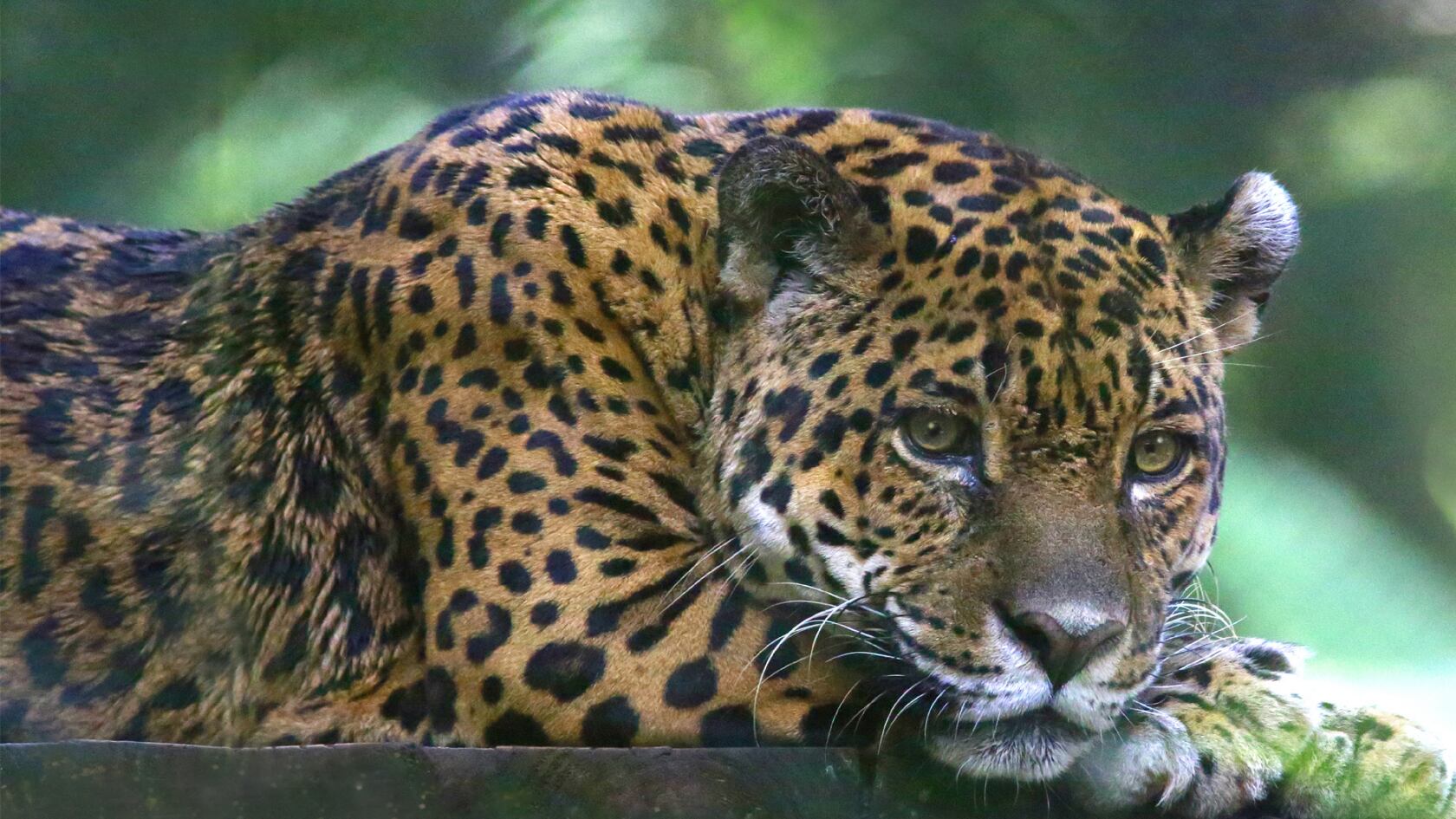 Cámaras nocturnas captan a un jaguar maullando como gato en Brasil y sorprenden a la ciencia