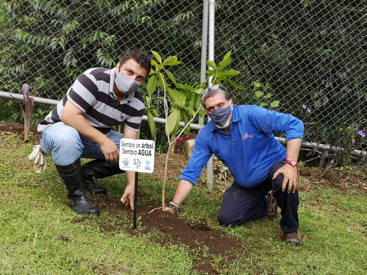 Especímenes de importancia ecológica fueron plantados en áreas de protección del Río Torres en Sabanilla, cercanías del Estadio Nacional y Mata de Plátano. Fotos: cortesía de Minae.