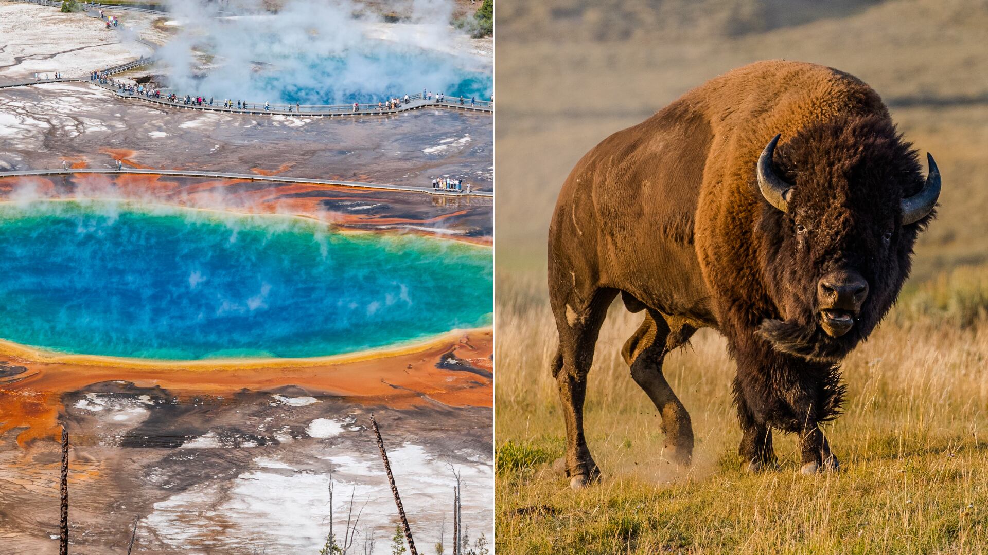 El accidente ocurrió en la Grand Prismatic Spring. Autoridades evitaron retirar el cuerpo para no dañar los tapetes bacterianos.