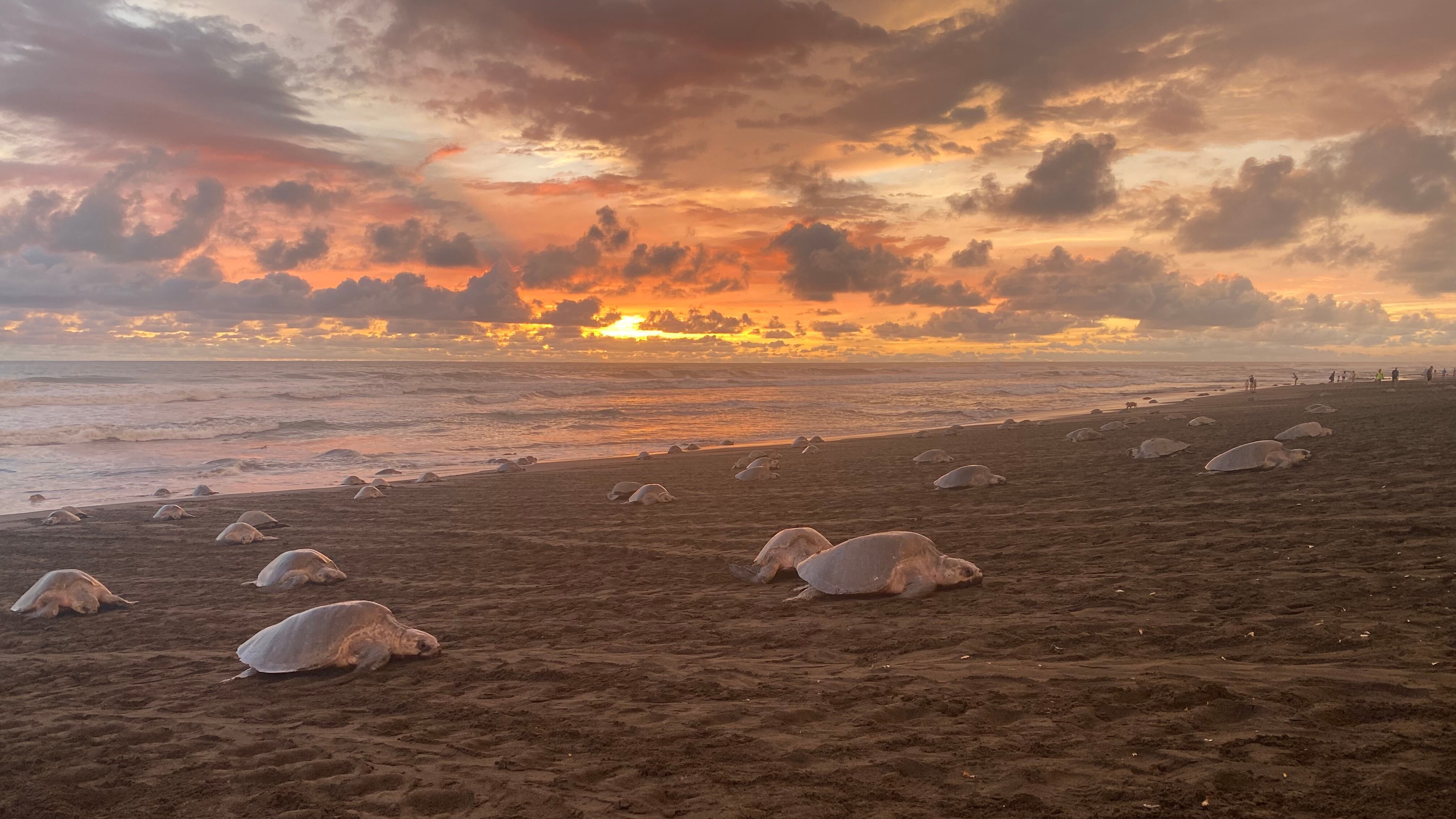 Desove de tortugas/Ostional/Fotos embargadas para Revista Dominical hasta su publicación