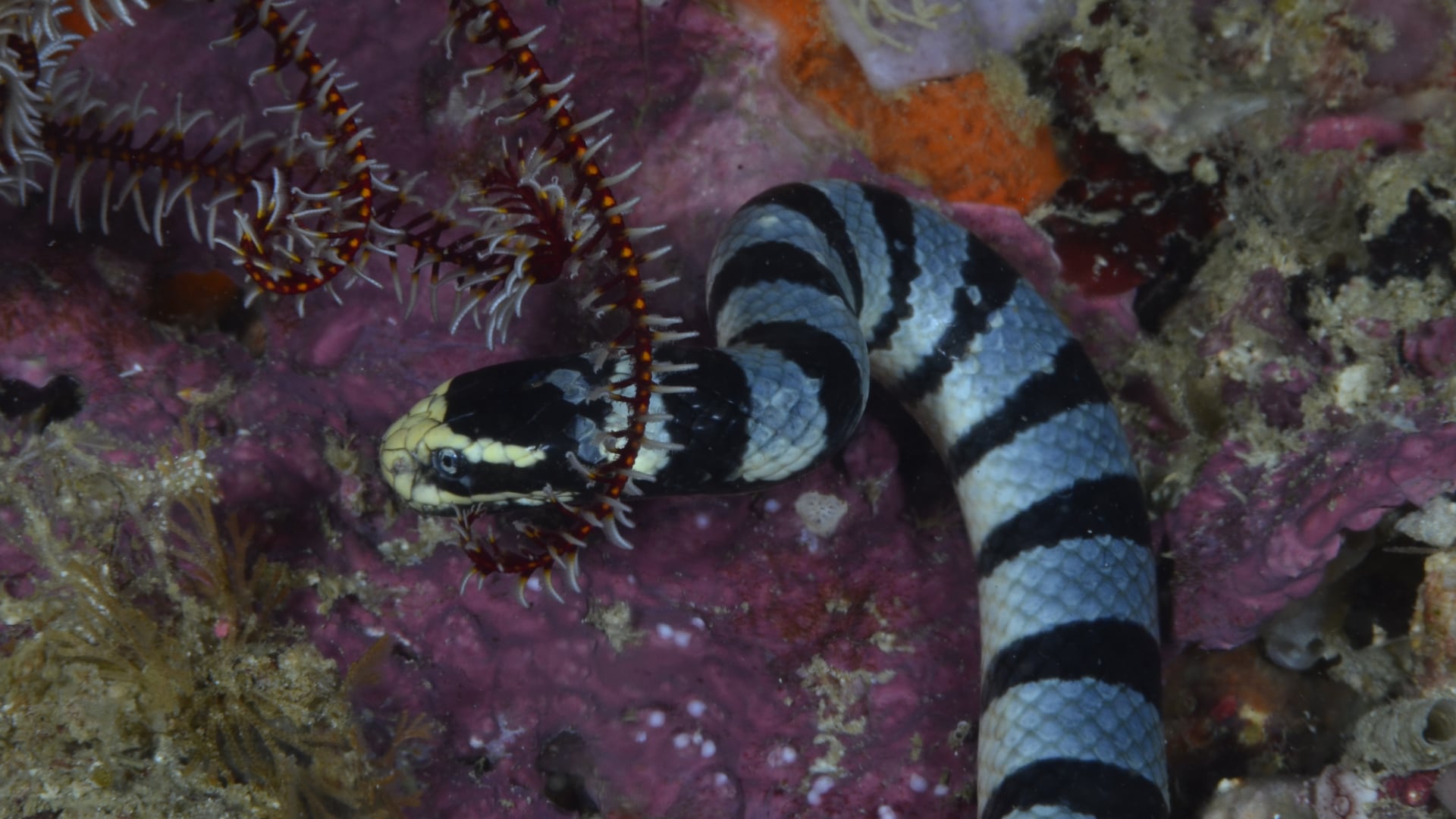 El DBCA documentó la muerte de 15 serpientes marinas y 20 tortugas en playas del oeste australiano. Sospechan efectos del clima extremo.