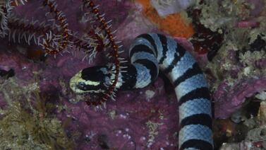 Serpientes marinas venenosas están siendo encontradas muertas en las playas de Australia