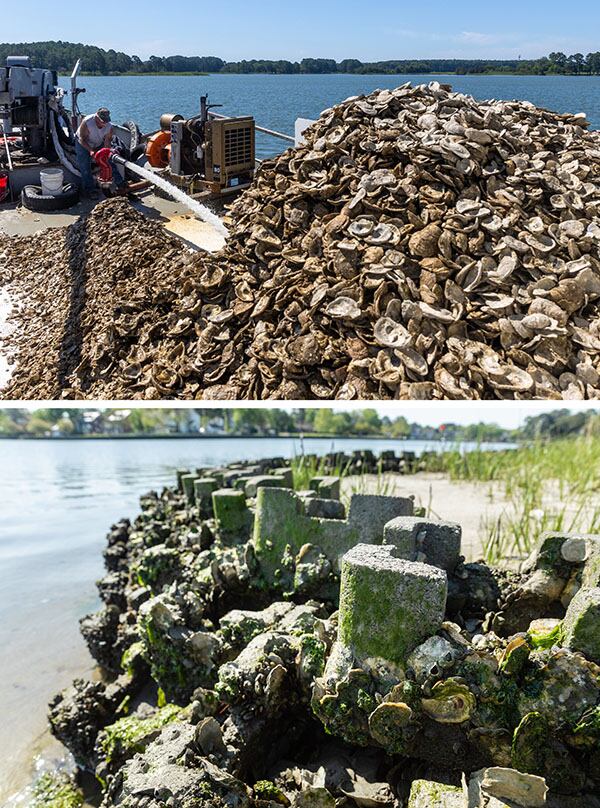 Dos fotos:
Arriba, Tom Dobson rocía conchas de ostras cubiertas de larvas desde el costado de un barco en el río Tred Avon, que desemboca en la bahía de Chesapeake.
Abajo: Las estructuras artificiales llamadas castillos de ostras, situadas cerca de la desembocadura del arroyo Knitting Mill en el río Lafayette, en Virginia, ayudan a proteger la costa de la erosión. Los arrecifes artificiales proporcionan un sustrato en el que las ostras pueden asentarse.