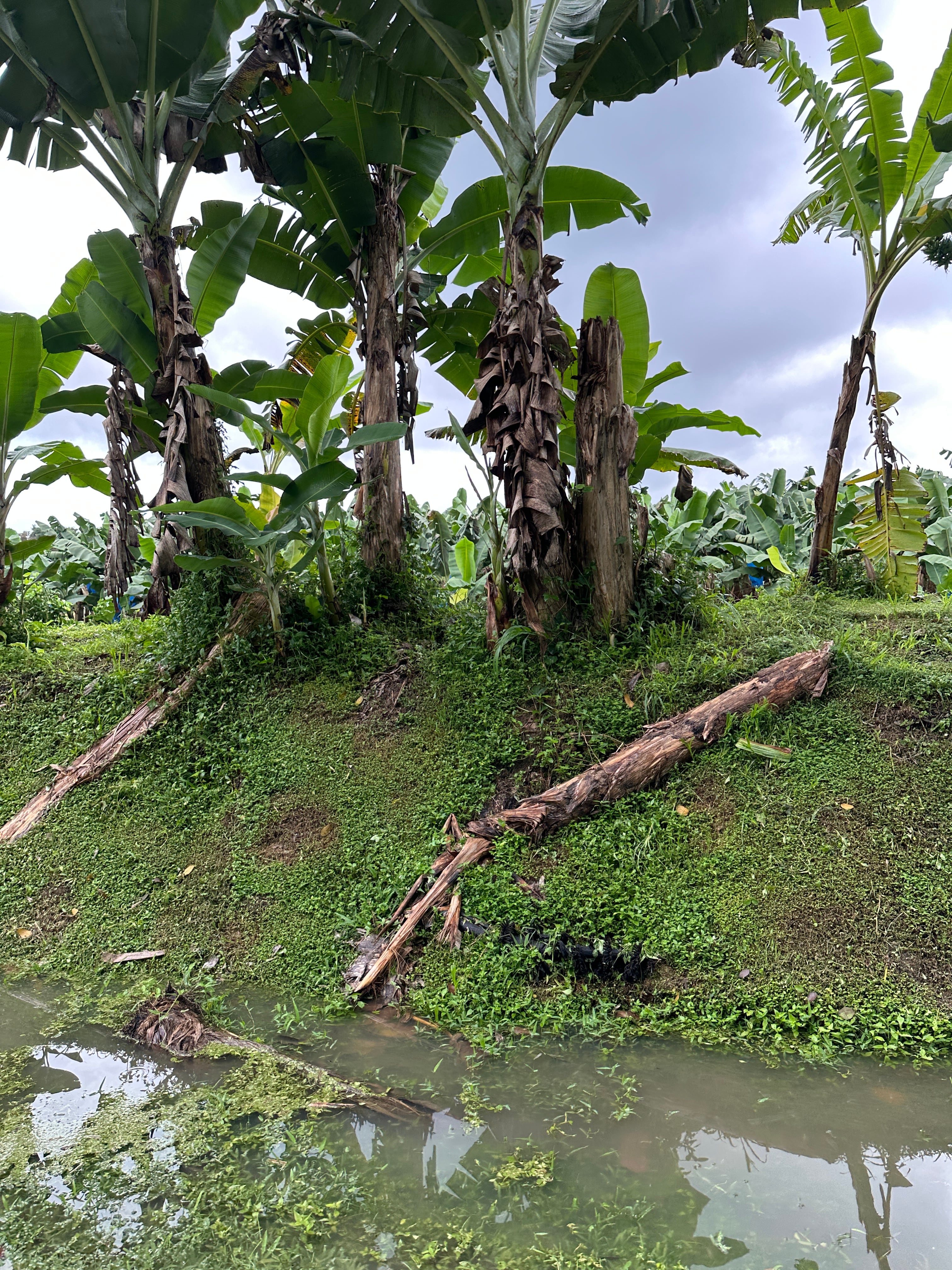 En la imagen, una plantación inundada