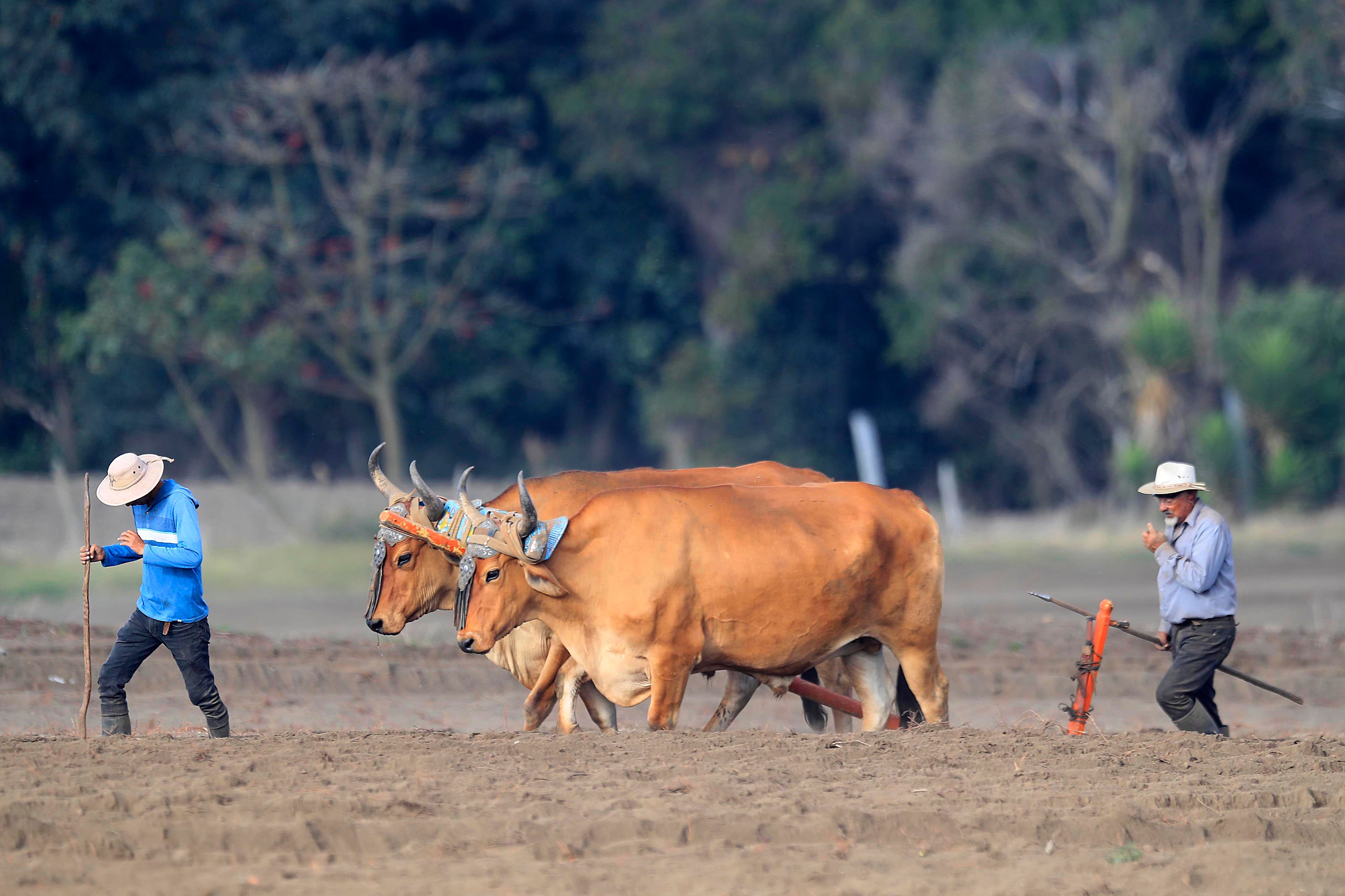 Agricultores; Terrenos secos; Siembros; Cultivos
