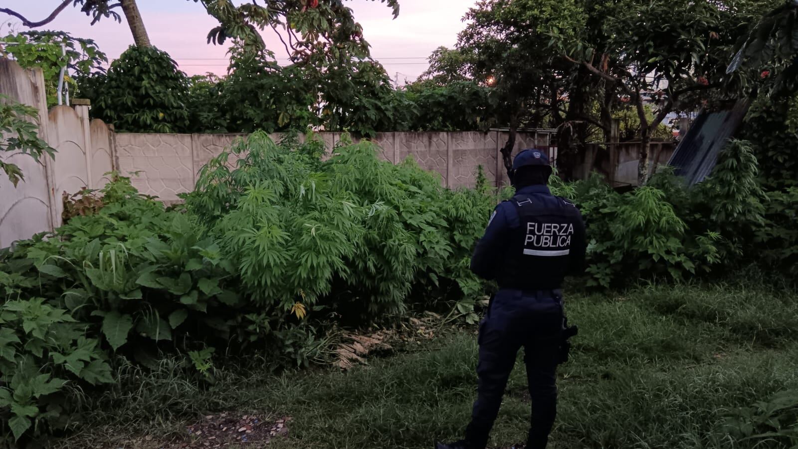 Decomiso de marihuana