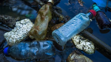 Bacterias marinas logran descomponer plásticos en equipo: el hallazgo que cambia la lucha contra la contaminación