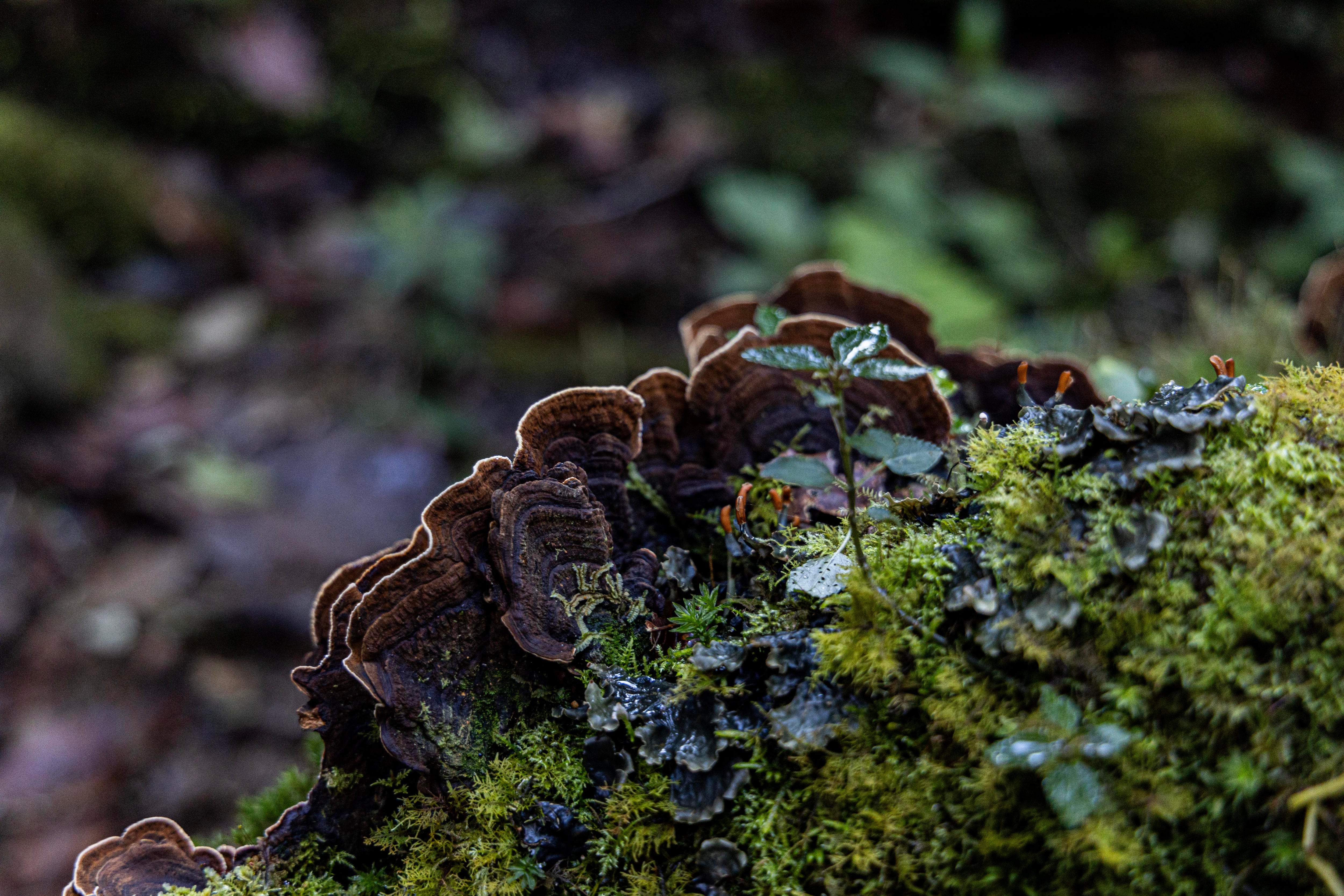 25 al 30 de Septiembre 2024. Parque Nacional Chirripo por los diferentes puntos del parque, Cerro Ventisqueros, Cerro Chirripo, Cerro Crestones, Cerro Terbi, Laguna Ditkevi, y Sabana de los Leones. Foto Alonso Tenorio