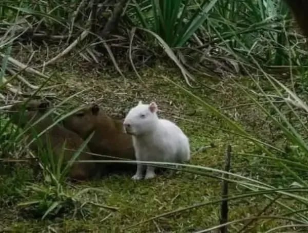 Un capibara albino fue avistado en Uruguay y su color blanco generó alerta entre expertos por los riesgos que enfrenta en la naturaleza
