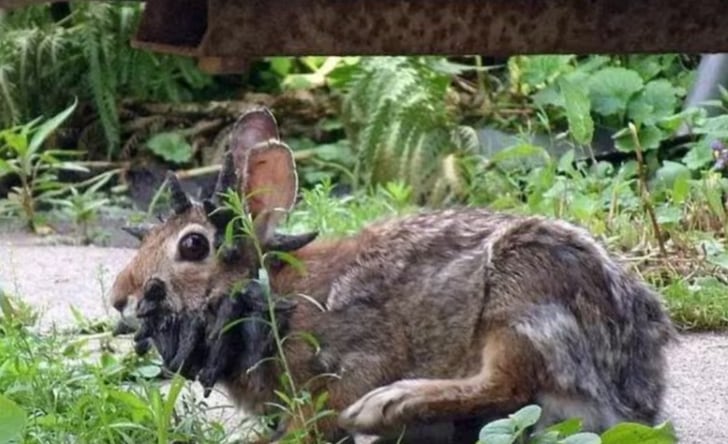 Actualmente no existe una cura para este virus.