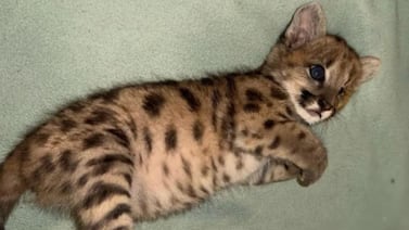 Cachorro de puma sobrevivió a tragedia en ruta y enfrenta un futuro inesperado tras dos meses de recuperación en Argentina