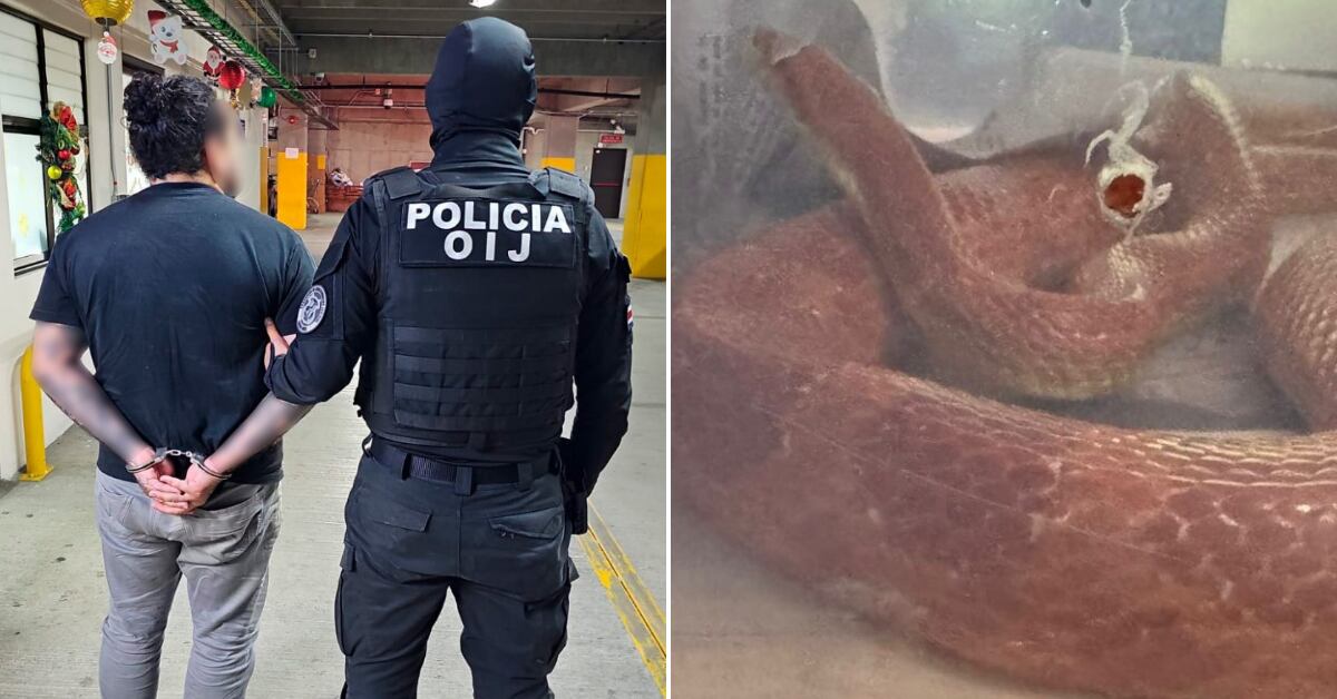 Mora, de 36 años, fue detenido como sospechoso de vender reptiles por medio de la red social Facebook. (Foto: Organismo de Investigación Judicial)