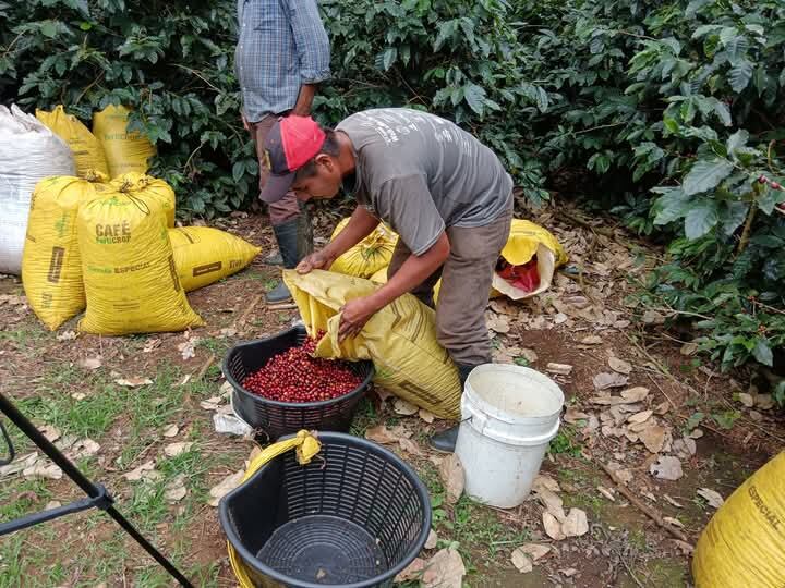 cogidas de café 2025