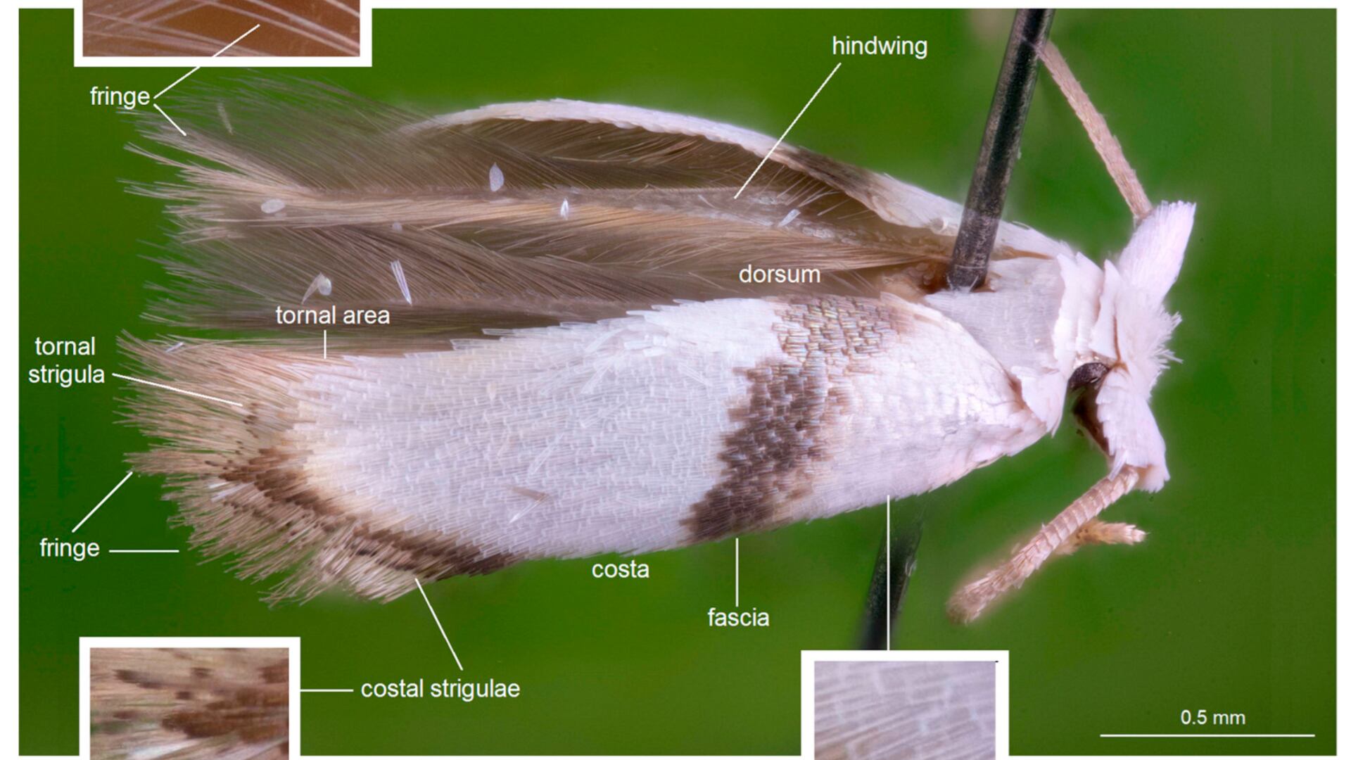 Honduras aportó seis especies nuevas de polillas 'Opostegidae' y consolidó a la región de Centroamérica como una de las más diversas del planeta.