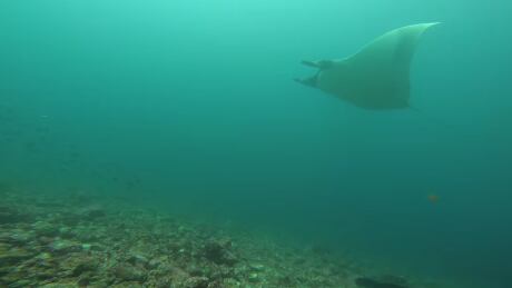 Esta fue una de las maravillas que pudo apreciar Daniel Vargas.