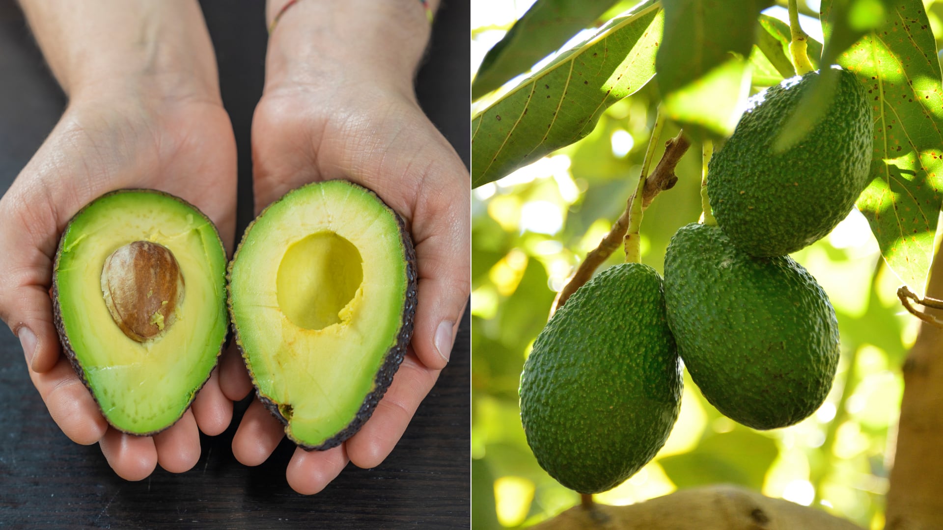 El aguacate cultivado en casa ofrece mejor sabor y requiere condiciones específicas de clima y suelo.
