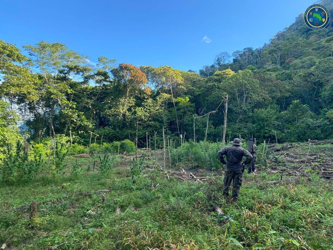 Pese a lo díficil que es llegar a los plantíos de esa droga y a que no se logra capturar a los responsables, la Policía mantiene operativos para erradicarlos. Foto: Cortesía MSP.