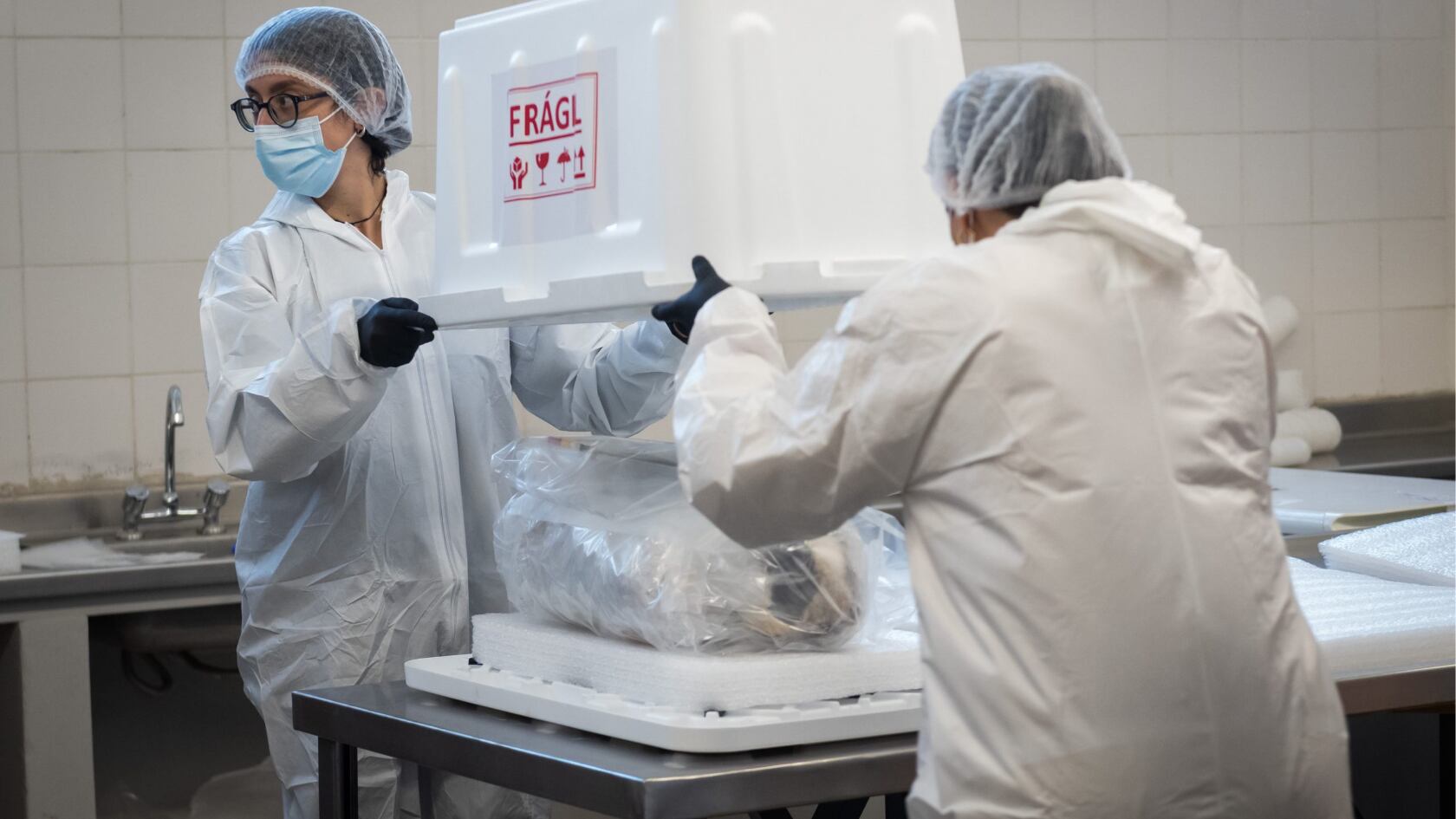 El niño inca del Aconcagua fue trasladado al Museo Moyano para su resguardo antes de regresar a la montaña donde fue ofrendado hace más de cinco siglos.