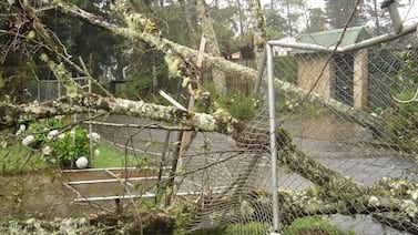 Árbol cae y mata a hombre que caminaba por la acera