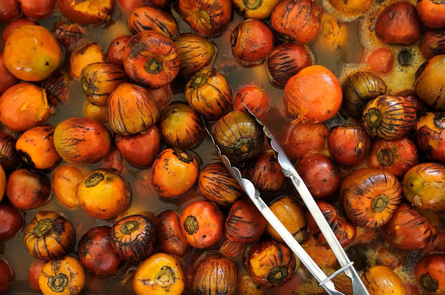 Aparte de ventas de comidas alusivas al pejibaye, el festival tendrá la participación de más de 10 artistas nacionales (Foto: Feria Nacional del Pejibaye 2023)