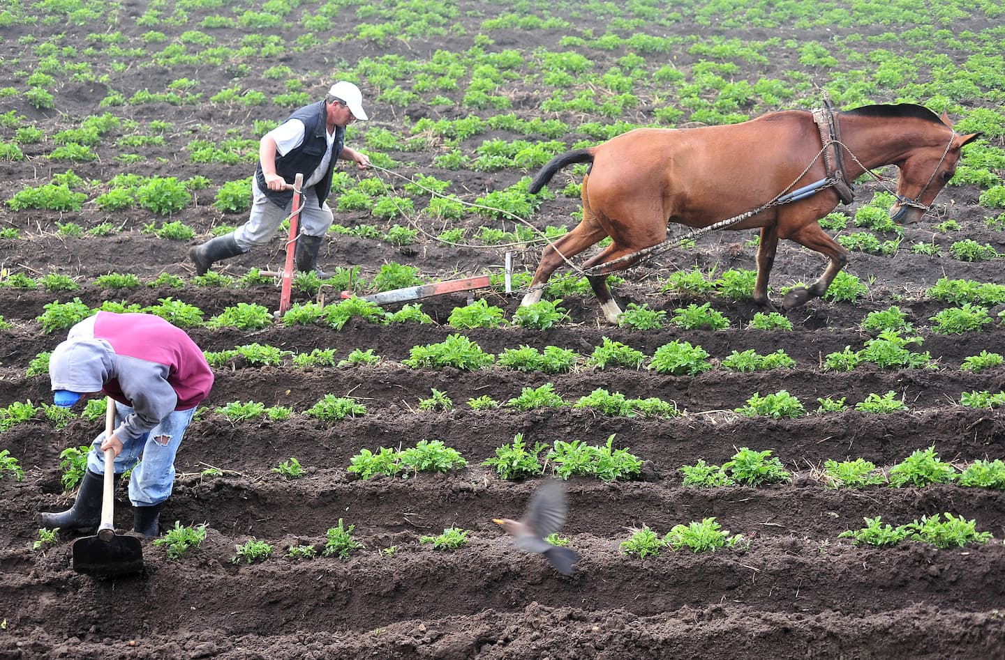 José María López (izq.) y Andrés Álvarez trabajan en su cosecha de papas, en las cercanías al volcán Irazú. Ambos procuran una cosecha libre de excesos de agroquímicos.