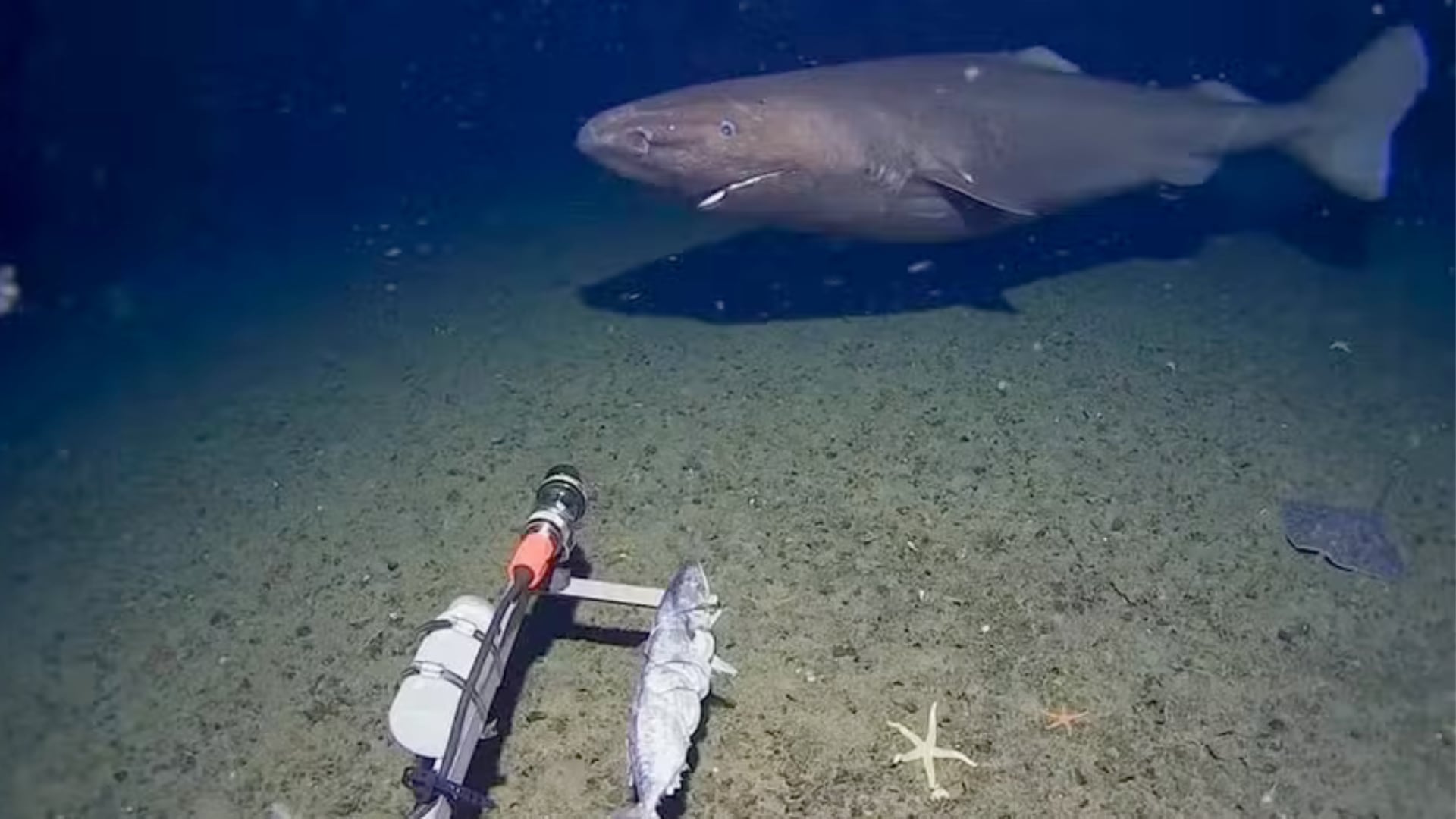 Investigadores filmaron un tiburón dormilón en aguas cercanas a la Antártida y analizan su identidad y posible expansión.