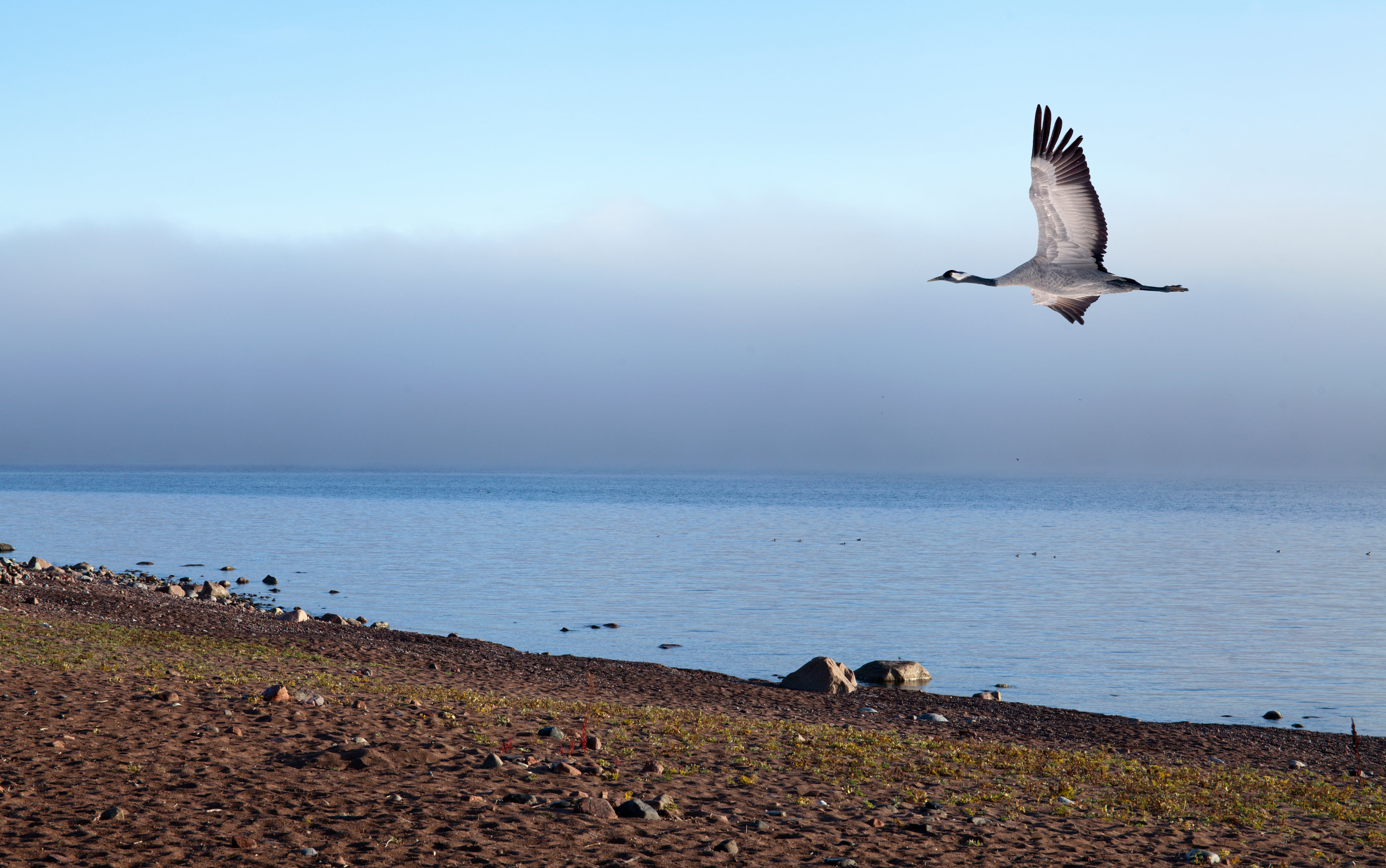 Una grulla sobrevuela la playa